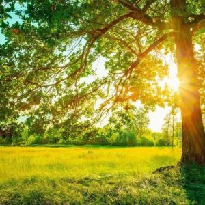 عکسی مربوط به هوای بهاری هواشناسی گرگان